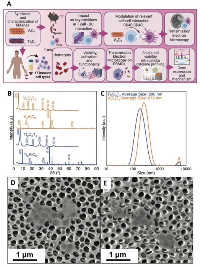 New Publication – “V4C3 MXene immune profiling and modulation of T cell ...